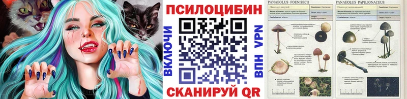 Псилоцибиновые грибы Psilocybine cubensis  кракен ONION  Новоалтайск  где продают  